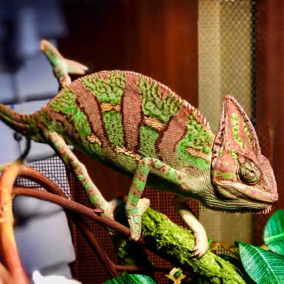 pocopaca